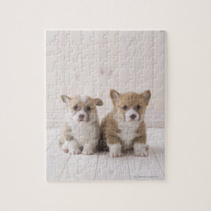 Puzzle Chiots de corgi de Gallois