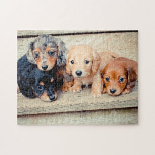 Puzzle Chiots de Dachshund