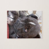 Puzzle Chiots de Pitbull de bébé (Horizontal)