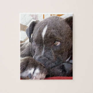 Puzzle Chiots de Pitbull de bébé