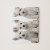 Puzzle Chiots de West Highland Terrier (7 semaines) (Vertical)