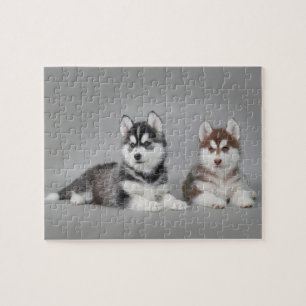 Puzzle Chiots husky sibériens
