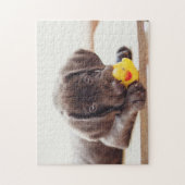 Puzzle Chocolat Labrador Puppy With Toy Duck (Vertical)