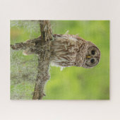 Puzzle Chouette barrée sur le membre de l'arbre (Horizontal)