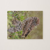 Puzzle Chouette bractée, Athene cunicularia, Cape Coral, (Horizontal)