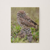 Puzzle Chouette bractée, Athene cunicularia, Cape Coral, (Vertical)