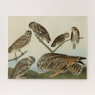 Puzzle Chouettes brulantes - d'Audubon's Birds of America