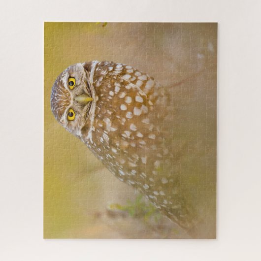 Puzzle Chouettes - Oiseaux de proie. (Vertical)