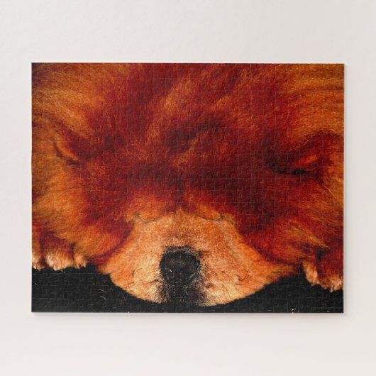 Puzzle Chow couché Chow Chow Chow 16x20 jpcna 520pc (Horizontal)