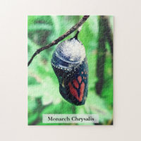 Chrysalide de papillon monarque avant l'éclosion 2