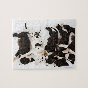 Puzzle Cinq chiots Harlequin Great Dane dormant