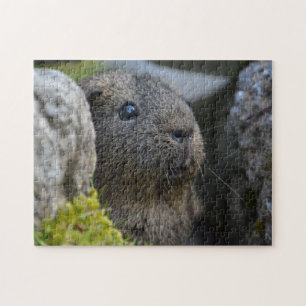 Puzzle Citron Agouti Guinée Pig en Gris derrière Rocher