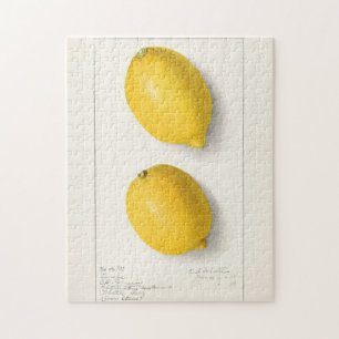Puzzle Citrons (Citrus Limon) Aquarelle de fruit Peinture