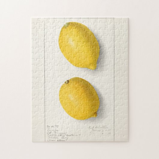 Puzzle Citrons (Citrus Limon) Aquarelle de fruit Peinture (Vertical)