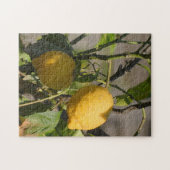 Puzzle Citrons frais sur un arbre (Horizontal)