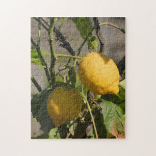 Puzzle Citrons frais sur un arbre