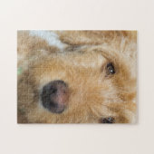 Puzzle Closeup de Goldendoodle (Horizontal)
