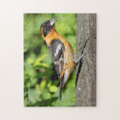 Puzzle Closeup d'un beau Grosbeak à tête noire (Vertical)