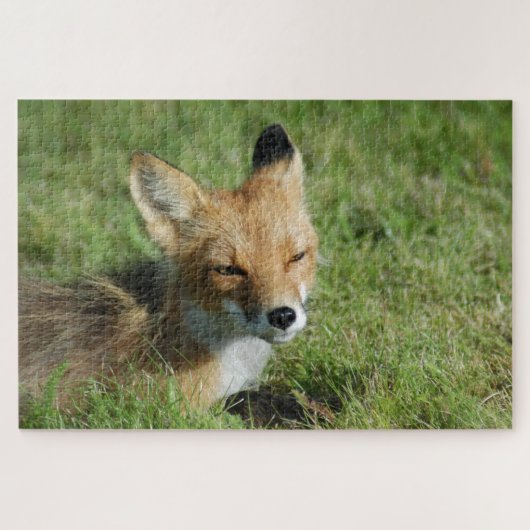 Puzzle Closeup Fox, Brooks Falls Alaska (Horizontal)