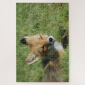 Puzzle Closeup Fox, Brooks Falls Alaska (Vertical)