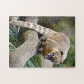 Puzzle Coati à anneaux sur branche (Horizontal)