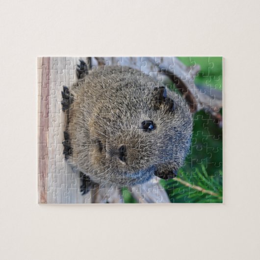 Puzzle Cobaye (Horizontal)