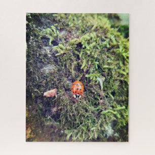 Puzzle Coccinelle sur photographie de mousse