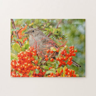 Puzzle Colibri solitaire de Townsend sur la Pyracantha