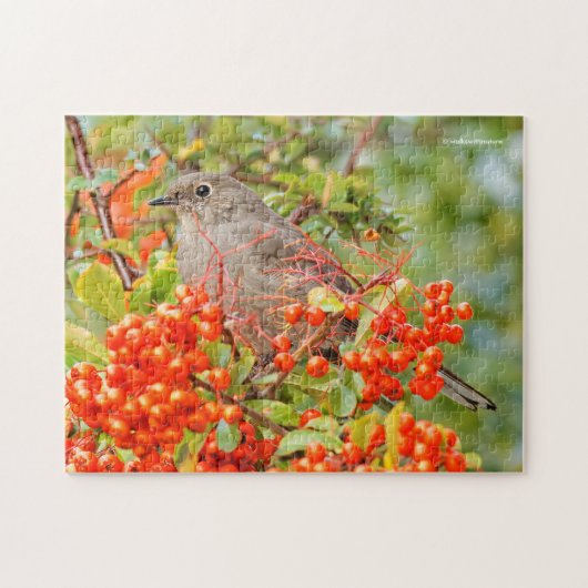 Puzzle Colibri solitaire de Townsend sur la Pyracantha (Horizontal)