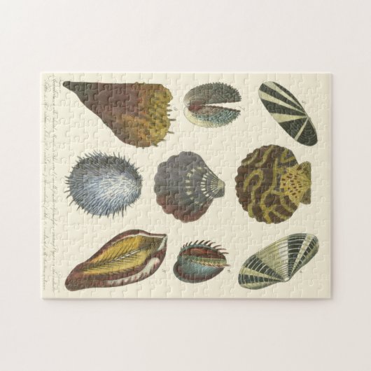 Puzzle Collection Conchology (Horizontal)
