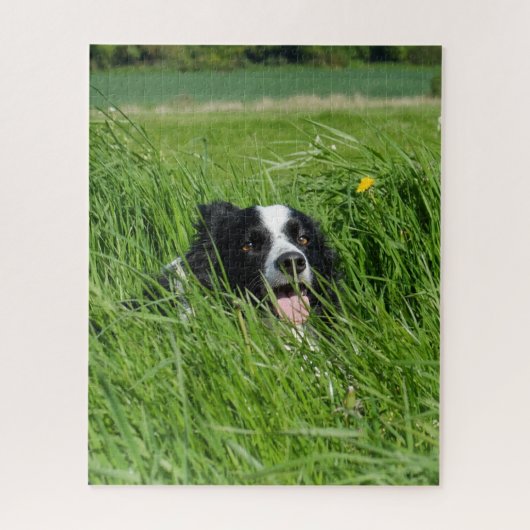 Puzzle Colley noir et blanc dans l'herbe (Vertical)