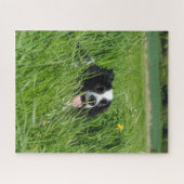 Puzzle Colley noir et blanc dans l'herbe (Horizontal)