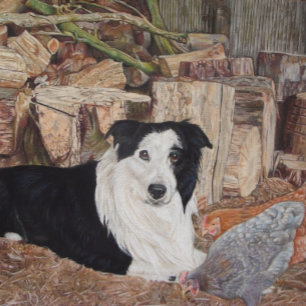 Puzzle collie chien à la frontière dans un hangar à bois
