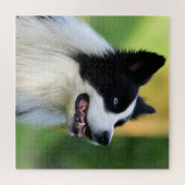 Puzzle Collie Chien noir et blanc (Horizontal)