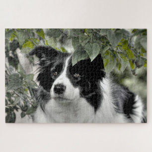Puzzle Collie de Border Woodland 1014 pièces