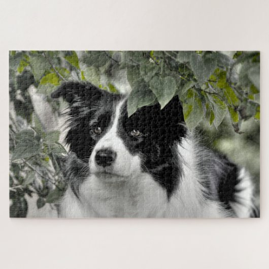 Puzzle Collie de Border Woodland 1014 pièces (Horizontal)
