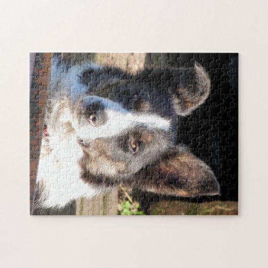 PUZZLE COLLIE FRONTALIÈRE (Horizontal)