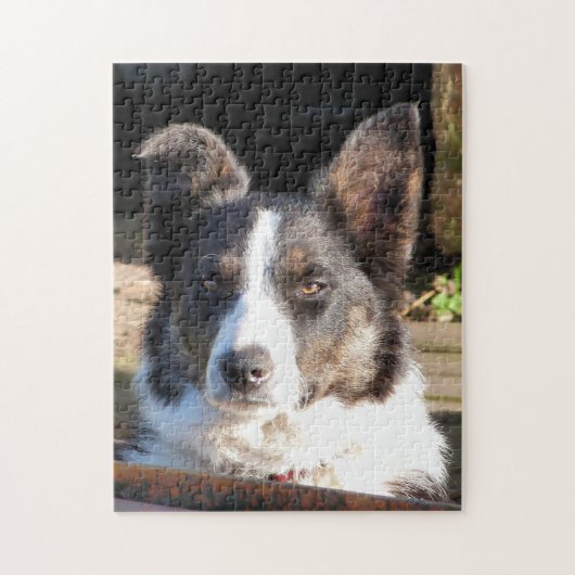 PUZZLE COLLIE FRONTALIÈRE (Vertical)