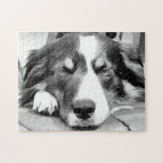 PUZZLE COLLIE FRONTALIÈRE (Horizontal)