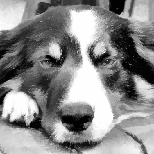 PUZZLE COLLIE FRONTALIÈRE