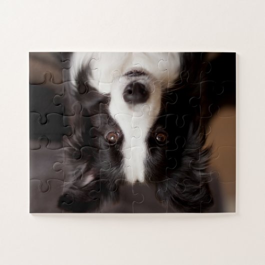 Puzzle Collie frontière délice (Horizontal)
