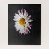 Puzzle Commune Daisy 16x20 jpcn 520pc (Vertical)