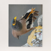 Puzzle Commune myna (Vertical)