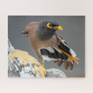 Puzzle Commune myna