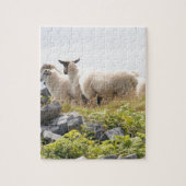 Puzzle Conception risquée - Moutons dans un champ (Vertical)