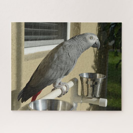 Puzzle Congo : Le perroquet gris africain sur pied (Horizontal)