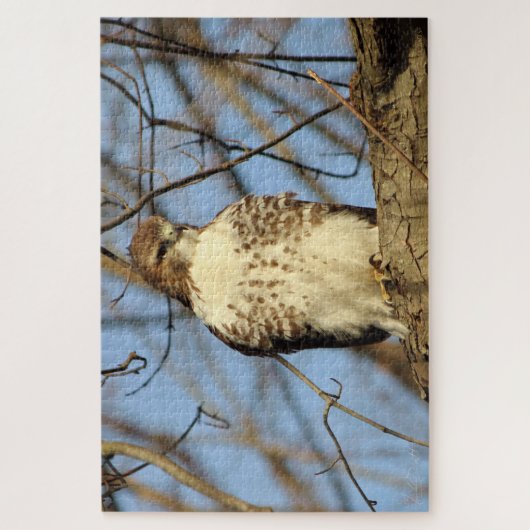 Puzzle Cooper's Hawk (Vertical)