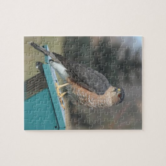 Puzzle Coopers Hawk (Horizontal)