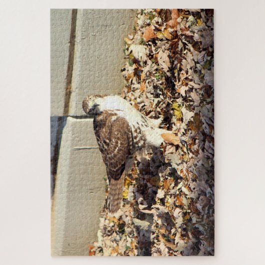 Puzzle Cooper's Hawk (Vertical)