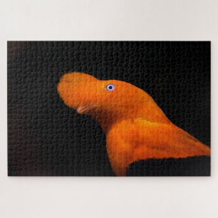 Puzzle Coq de roche des Andes
